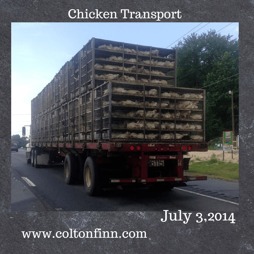 chicken transport - road trip